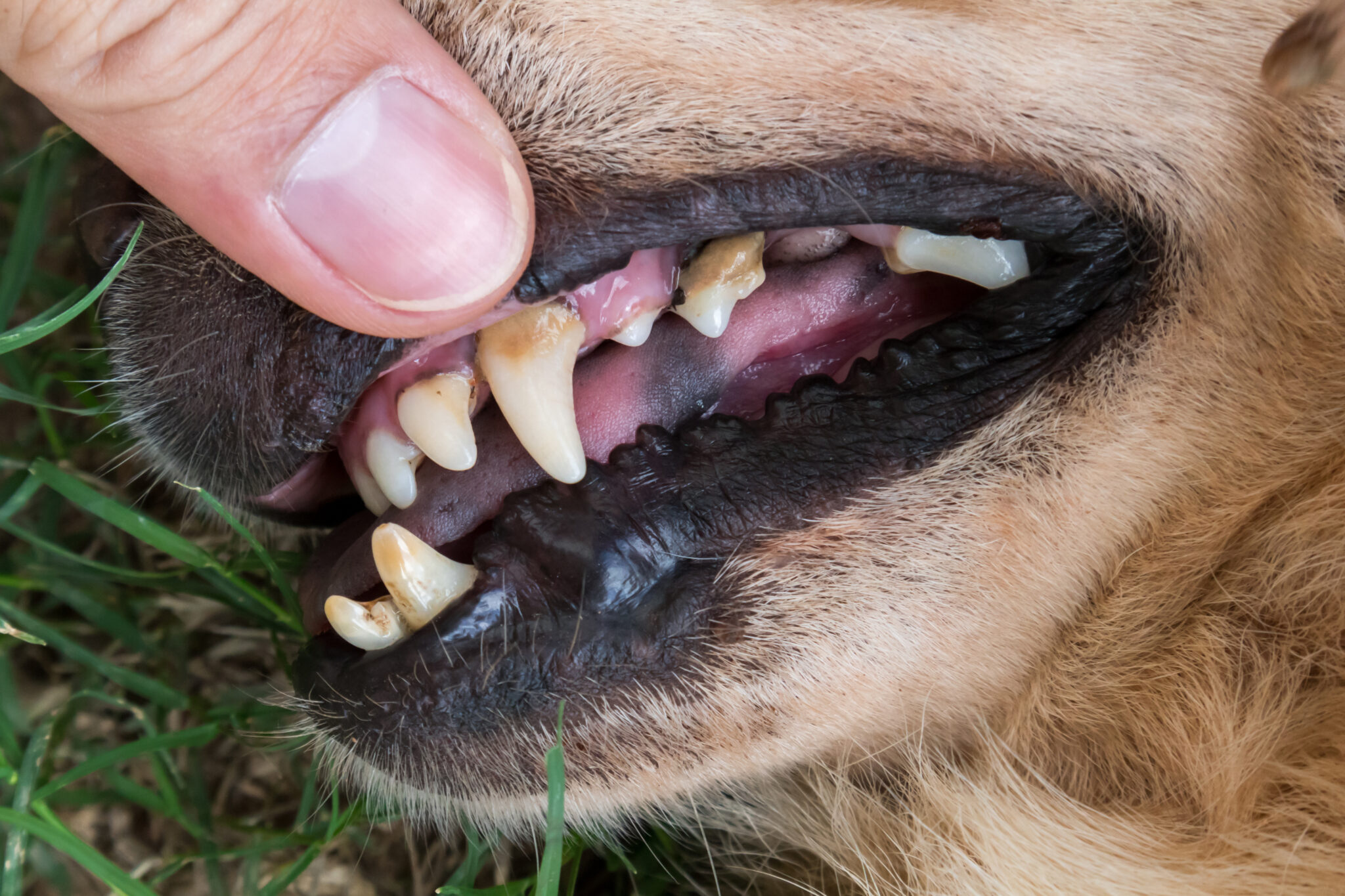 Dientes de perro con placa amarilla y encías inflamadas