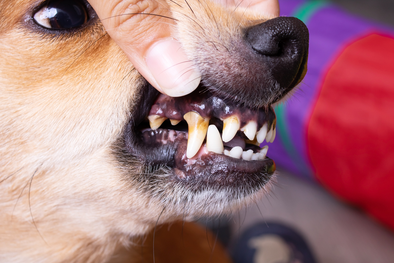 Perro con problema dental
