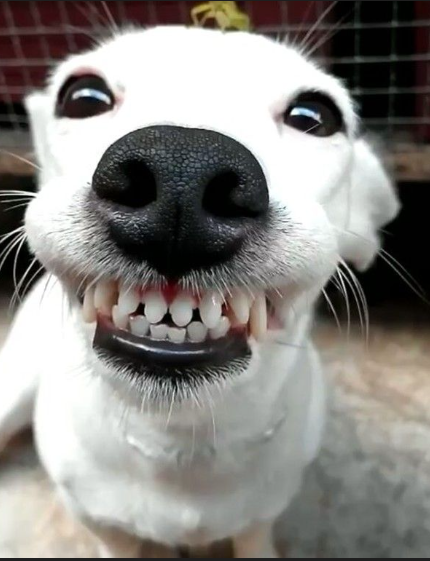 Perro feliz y saludable